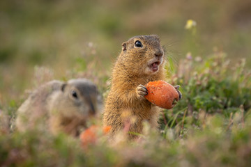 Wall Mural - small and lovely ground squirrel on a meadow among flowers during warm spring sunset. acting like su