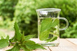 Fresh herbal nettle tea. Green nettle leaves in a glass in a garden on a wooden table with fresh leaves in foreground. Common or stinging nettle	