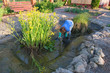white middle-aged woman cleans a artificial fish pond from slime and water plants.