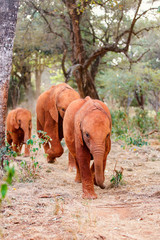 Wild elephants in Africa