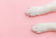 Puppy Dog White Paws Isolated On Pink Pastel Trendy Background. Pet Care And Animals Concept. Dog Foot Leg Overhead Top View. Flat Lay Copy Space
