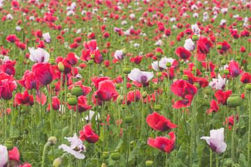 Wall Mural - Poppy field with red and white poppies with cloudy sky in the background. The picture can be used as a wall decoration in the wellness and spa area