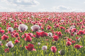 Wall Mural - Poppy field with red and white poppies with cloudy sky in the background. The photo is taken in sunshine. The picture can be used as a wall decoration in the wellness and spa area