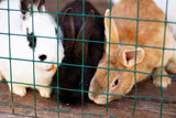 Fototapeta Zwierzęta - Cute funny rabbits in a cage closeup. domestic fluffy pets. animal protection.