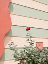 Red Rose In A Stripped Facade