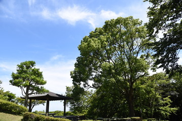 Wall Mural - Early afternoon scene of the early summer park.