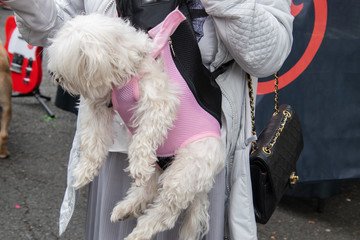 Horizontal view of a woman in a white jacket carrying a shaggy white dog in a pink dog carrier