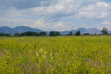 Summer Landscape With Yellow Wildflowers With View Of Rocky Mountains With Snow On Peaks Looking West From Westminster, Colorado