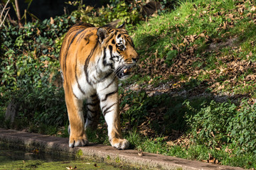 The Siberian tiger,Panthera tigris altaica in the zoo