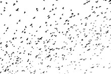Large Flock Of Black Birds On White Sky.
