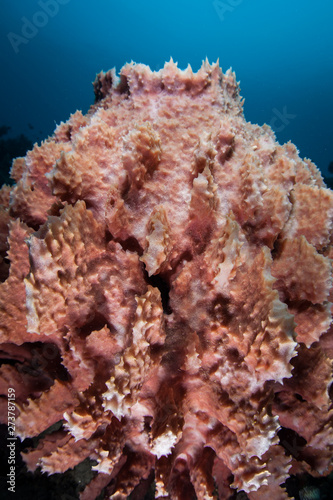 A Barrel Sponge Grows On A Deep Coral Reef In Indonesia Sponges