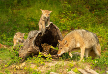 Coyote Mother & Pups