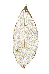 Wall Mural - dry leaves with vein on a white background