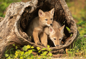 Poster - Coyote pups