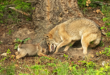 Wall Mural - Coyote pups