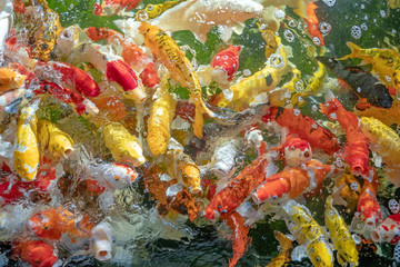 Wall Mural - Many koi fish swim in the pond.shallow focus effect.