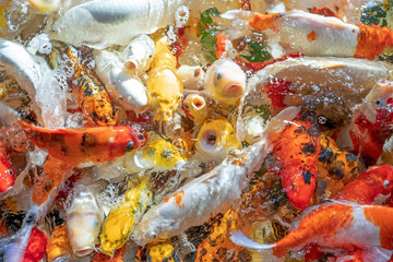 Wall Mural - Many koi fish swim in the pond.shallow focus effect.