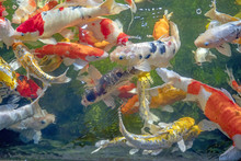 Many Koi Fish Swim In The Pond.shallow Focus Effect.