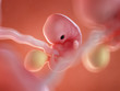 3d rendered medically accurate illustration of twin fetuses - week 7