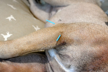 Two long blue acupuncture needles sticking in upper arm of dog to treat severe skin condition caused by allergies