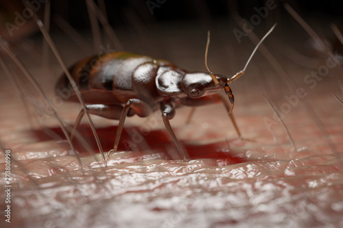 Fotografía 3d rendered medically accurate illustration of a bed bug on human skin