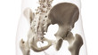 3d rendered medically accurate illustration of the sacrum