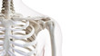3d rendered medically accurate illustration of the shoulder joint