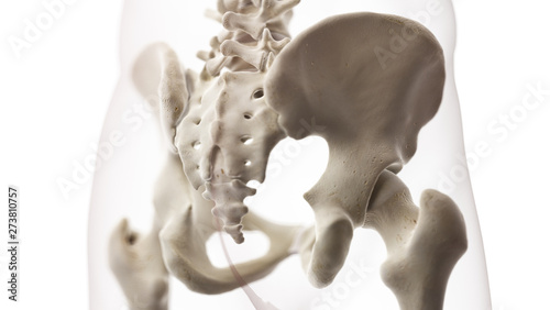 3d rendered medically accurate illustration of the sacrum © SciePro