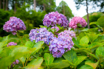 Wall Mural - purple and pink hydrangea