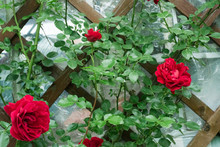 Red Climbing Rose Curls On The Wall In The Garden On The Dacha
