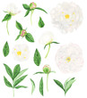 © Татьяна Пушная - Set of white peonies and jasmine flowers, watercolor painting.