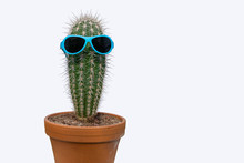Potted Cactus With Sunglasses. Tourism Concept.