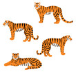  Set of tigers isolated on white background. Vector illustration.