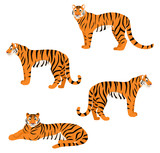 Fototapeta Dinusie -  Set of tigers isolated on white background. Vector illustration.