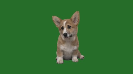 Poster - welsh corgi puppy on a green screen