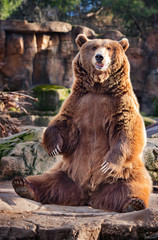 Wall Mural - brown bear in zoo sitting
