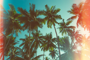 Wall Mural - Palm trees vintage toned with film distress flare