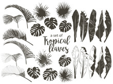 Vector Tropical Palms, Plants, Leaf, Foliage, Monstera