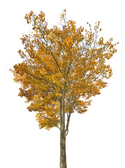 Canvas Print - light gold autumn maple large tree isoalted on white