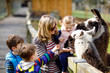 © Irina Schmidt - Cute toddler girl, two little school kids boys and young mother feeding lama and alpaca on a kids farm. Three children petting animals in the zoo. Woman with sons, daughter together on family weekend