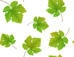 Wall Mural - Seamless background with grape leaves. Vector illustration.