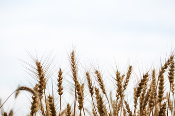  Golden field of wheat . Agriculture farm and farming concept