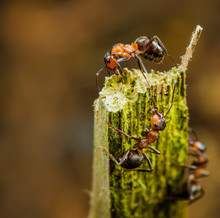 Red Wood Ants Climb On A Piece Of Wood.
