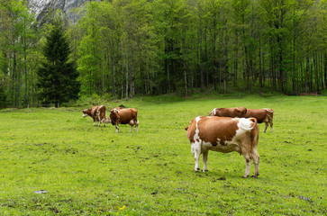 Sticker - Cows grazing in the meadows of the Alps