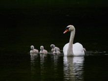 A Single Mute Swan (Cygnus Olor) Swimming On A Lake With Its New Born Baby Cygnets