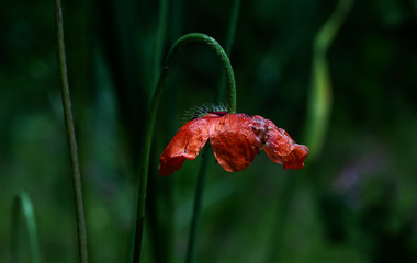 Sticker - red poppy in the field