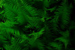 Natural environment contrast photo of fern grass flowers top view.