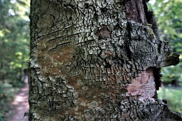 bark of a tree