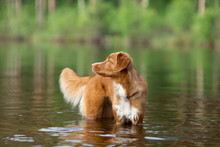 Red Nova Scotia Duck Tolling Retriever Dog Plays In The Water. Pet At The Lake. Animal In Nature