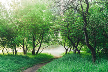Scenic Landscape With Beautiful Lush Green Foliage. Footpath Under Trees In Park In Early Morning In Mist. Colorful Scenery With Pathway Among Green Grass And Leafage. Vivid Natural Green Background.